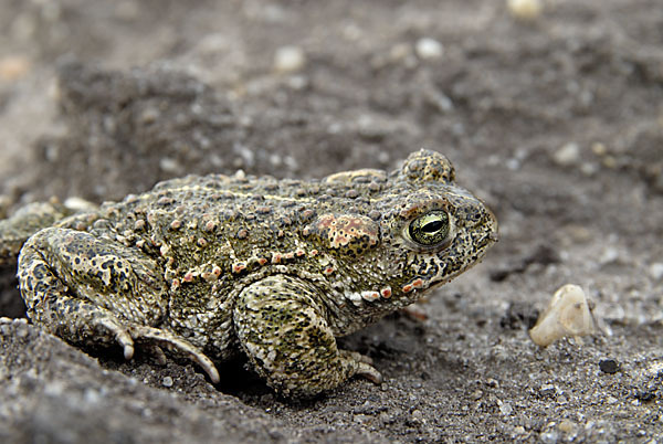 Kreuzkröte (Bufo calamita)