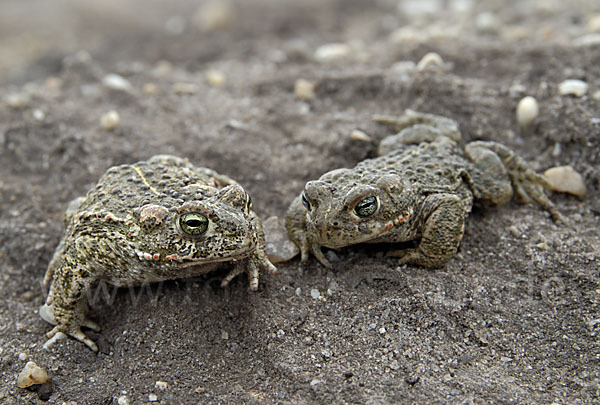 Kreuzkröte (Bufo calamita)