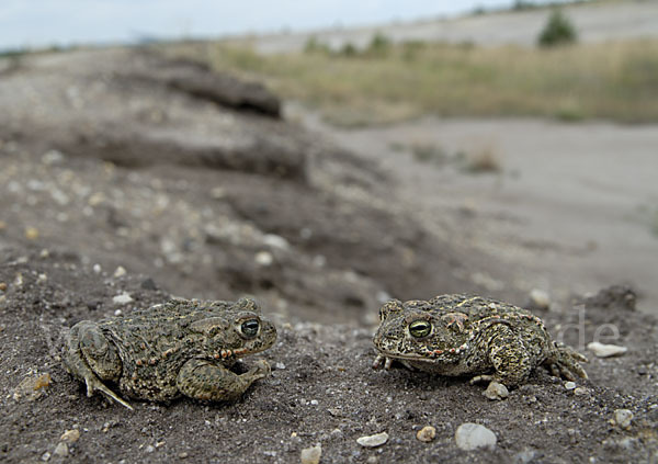 Kreuzkröte (Bufo calamita)