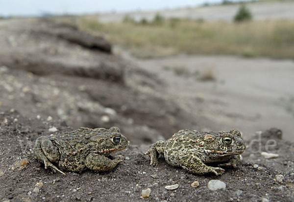 Kreuzkröte (Bufo calamita)