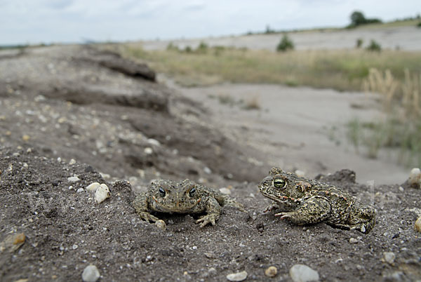 Kreuzkröte (Bufo calamita)