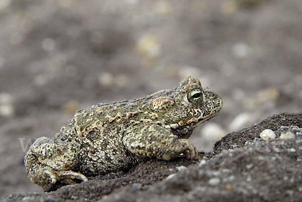 Kreuzkröte (Bufo calamita)