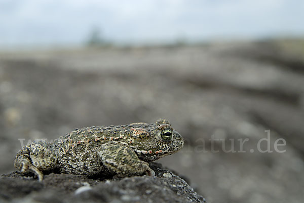 Kreuzkröte (Bufo calamita)