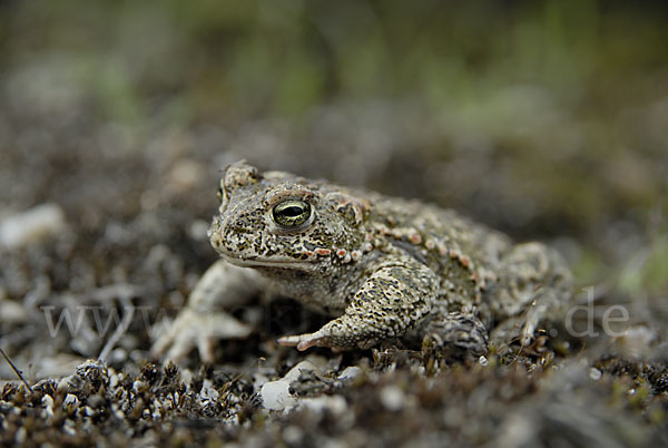 Kreuzkröte (Bufo calamita)