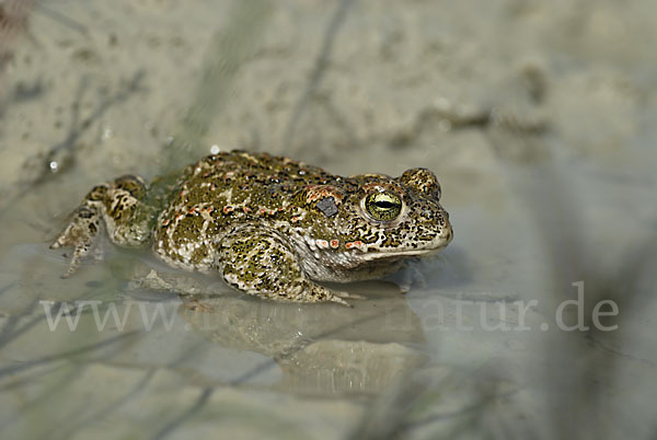 Kreuzkröte (Bufo calamita)