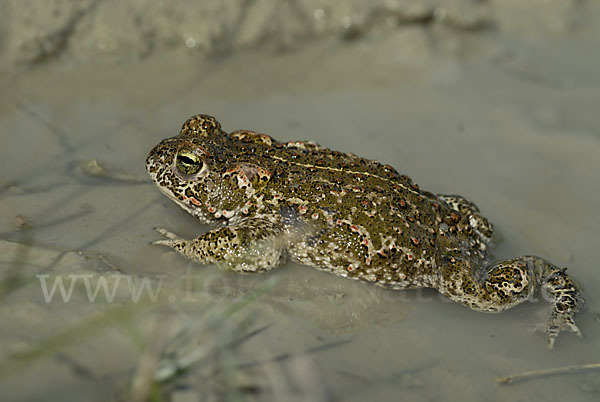 Kreuzkröte (Bufo calamita)