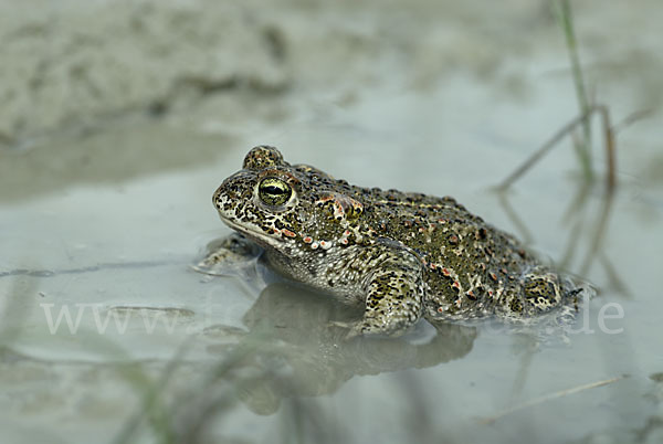 Kreuzkröte (Bufo calamita)