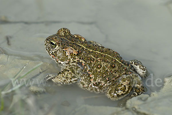 Kreuzkröte (Bufo calamita)