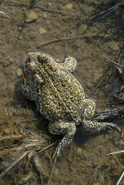 Kreuzkröte (Bufo calamita)