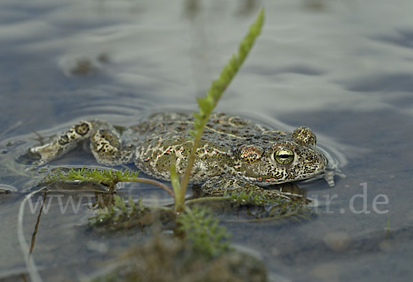Kreuzkröte (Bufo calamita)