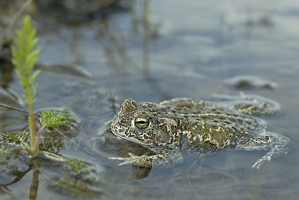 Kreuzkröte (Bufo calamita)