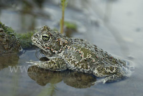 Kreuzkröte (Bufo calamita)