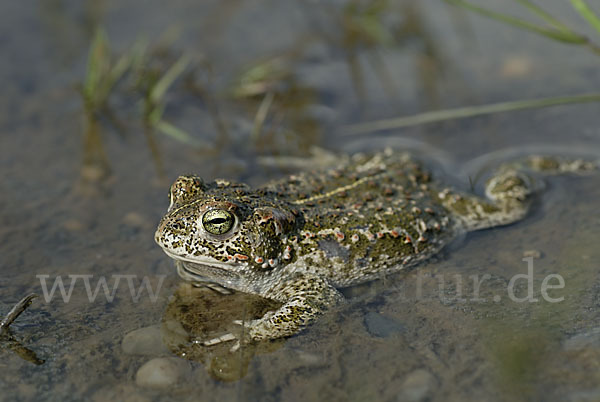 Kreuzkröte (Bufo calamita)