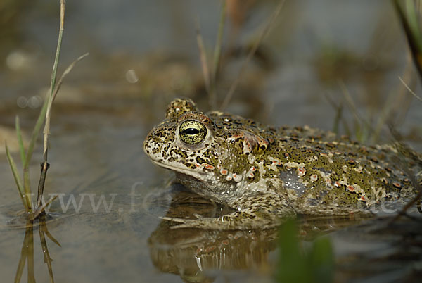 Kreuzkröte (Bufo calamita)