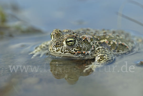 Kreuzkröte (Bufo calamita)