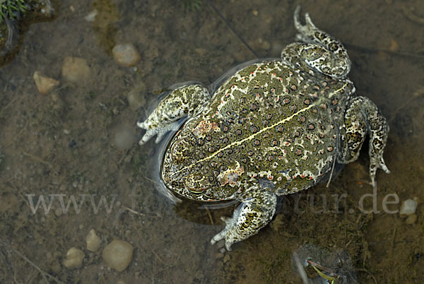 Kreuzkröte (Bufo calamita)