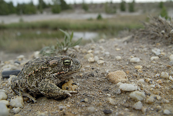 Kreuzkröte (Bufo calamita)