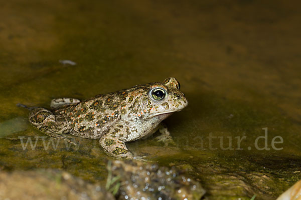 Kreuzkröte (Bufo calamita)