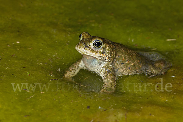 Kreuzkröte (Bufo calamita)