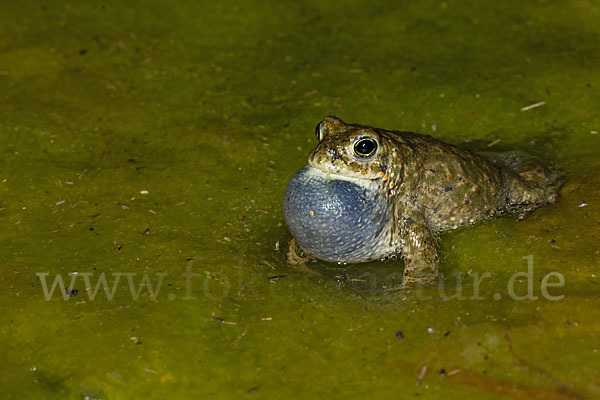 Kreuzkröte (Bufo calamita)