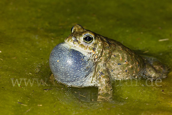 Kreuzkröte (Bufo calamita)