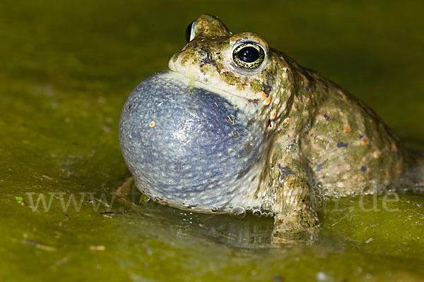 Kreuzkröte (Bufo calamita)