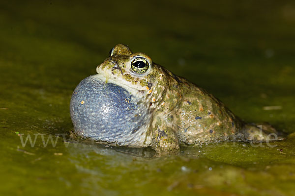 Kreuzkröte (Bufo calamita)