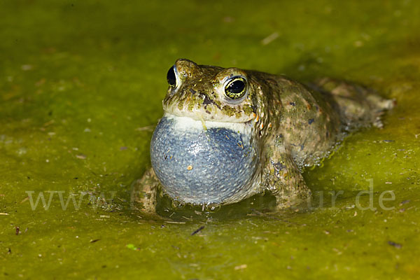 Kreuzkröte (Bufo calamita)