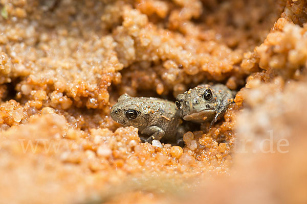 Edelkrebs (Astacus astacus)