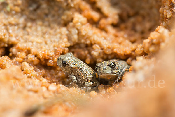 Edelkrebs (Astacus astacus)