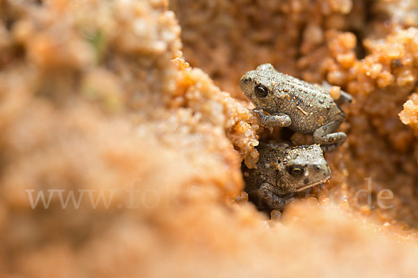 Kreuzkröte (Bufo calamita)