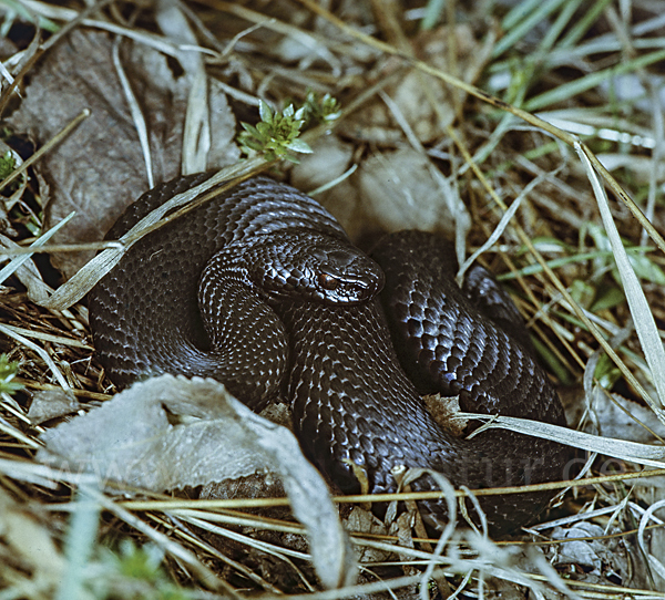 Kreuzotter (Vipera berus)