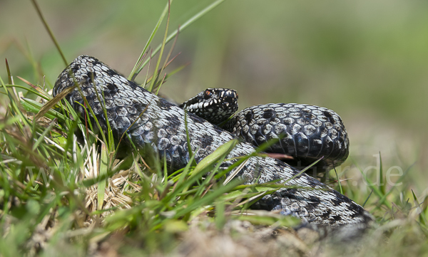 Kreuzotter (Vipera berus)