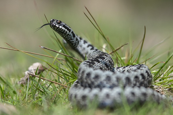 Kreuzotter (Vipera berus)