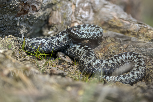 Kreuzotter (Vipera berus)