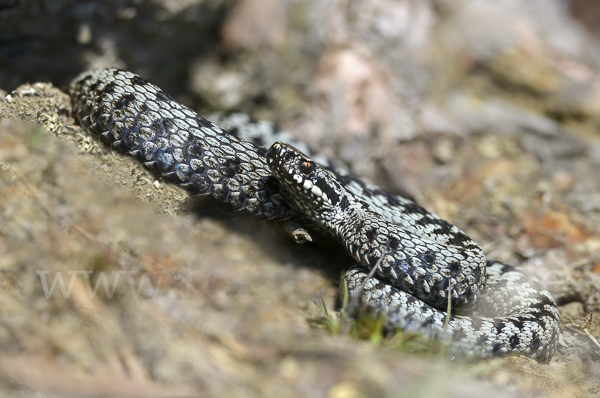 Kreuzotter (Vipera berus)