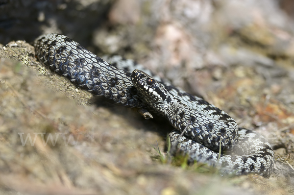 Kreuzotter (Vipera berus)