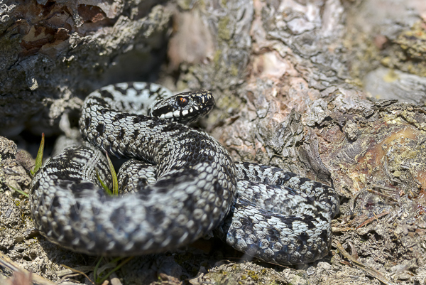 Kreuzotter (Vipera berus)