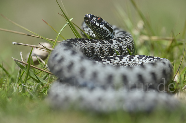 Kreuzotter (Vipera berus)