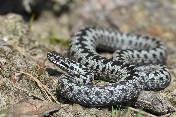 Kreuzotter (Vipera berus)