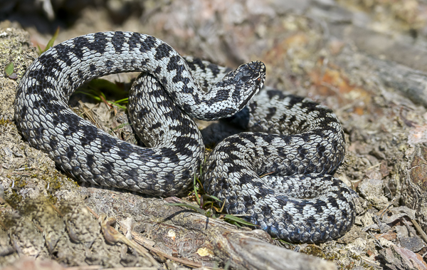 Kreuzotter (Vipera berus)