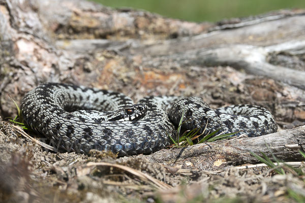 Kreuzotter (Vipera berus)