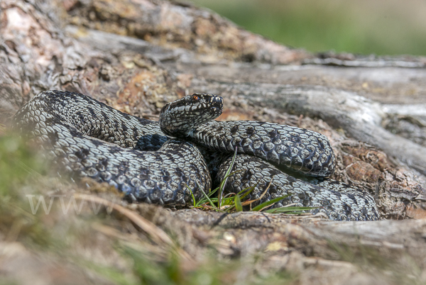 Kreuzotter (Vipera berus)