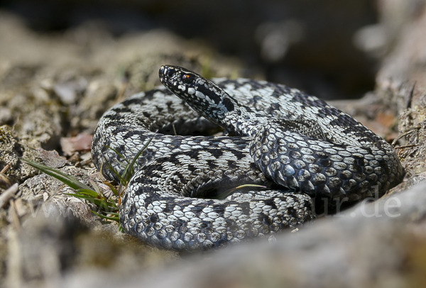 Kreuzotter (Vipera berus)