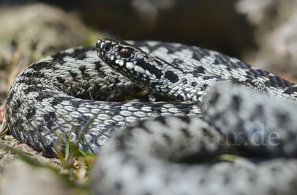 Kreuzotter (Vipera berus)