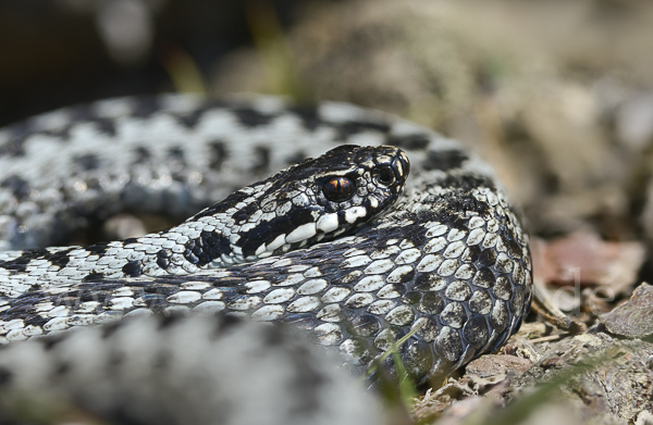 Kreuzotter (Vipera berus)