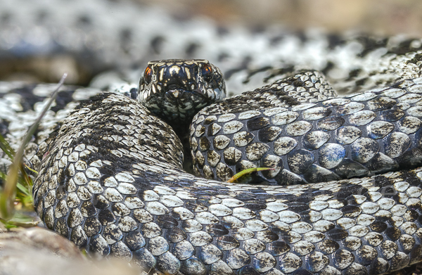 Kreuzotter (Vipera berus)