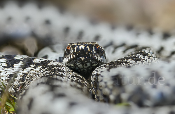 Kreuzotter (Vipera berus)