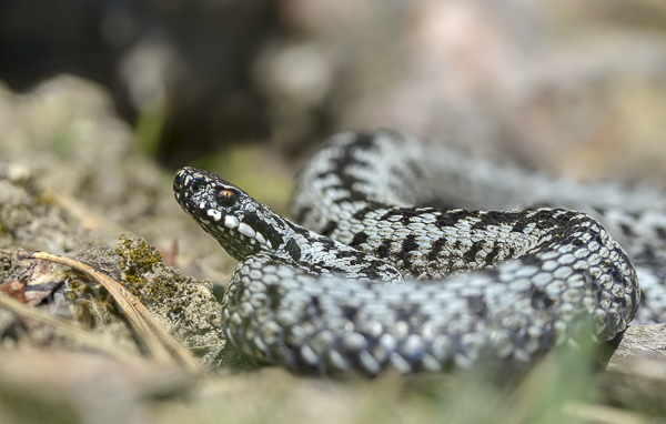 Kreuzotter (Vipera berus)