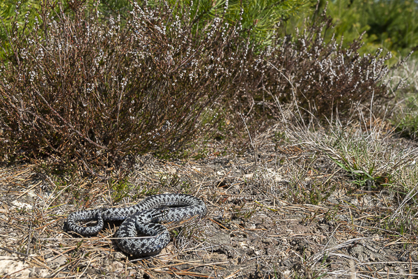 Kreuzotter (Vipera berus)